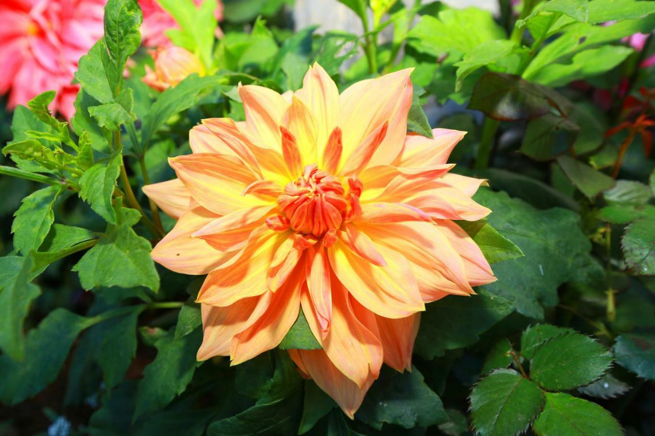 Dahlia Mount View Hotel Νουβάρα Ελίγια Εξωτερικό φωτογραφία